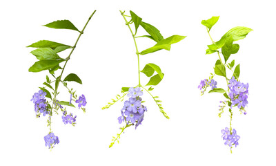 デュランタの花の切抜き素材（背景透過）