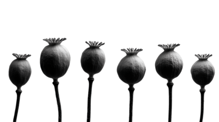 Six dried poppy seed pods arranged in a row against a stark black background isolated on transparent background