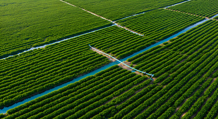 Aerial View of Lush Green Farmland Irrigation Canals Summer Sunshine