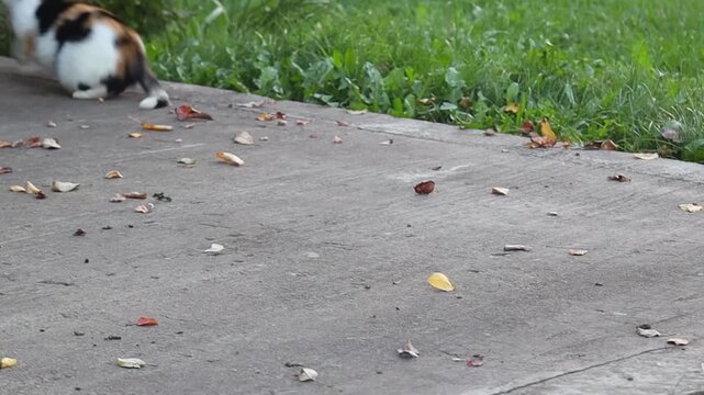 The cat caught a little mouse.
The mouse lied and ran away from the cat.
