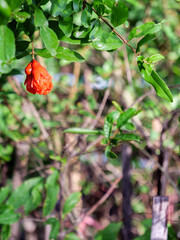 Vivid Red Pomegranate Flower with Space