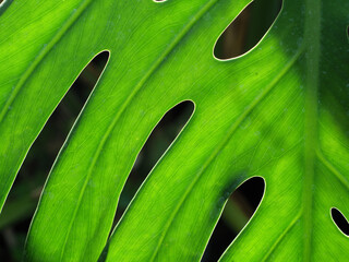 Abstract Perforated Leaf Texture Detail