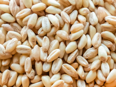 barley grains close up selective focus, background beige base brewing