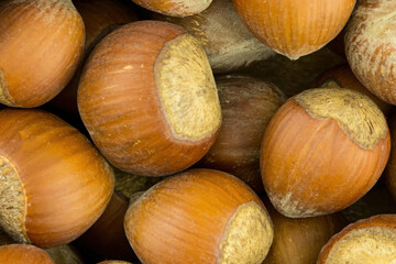 hazelnut whole walnut brown brown shell set pattern many nutwood