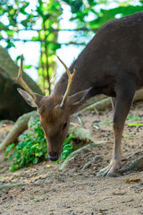 young deer thin horns fluffy brown spotted cute wild animal grazes on the ground looking for food