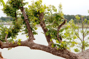 Fallen trees lean on the water's edge, resting on brown stones that decorate and decorate the expansive lakeside gardens as wellness gardens for exercise and relaxation.