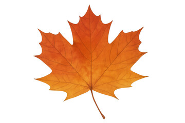 Fototapeta premium Vibrant orange maple leaf isolated on transparent background