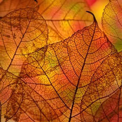 Obraz premium Macro Detail of Beautiful Autumn Leaves with Veins and Colors