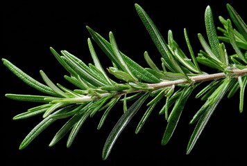 A sprig of fresh rosemary with slender, needle-like leaves on a dark background, showcasing its vibrant green color