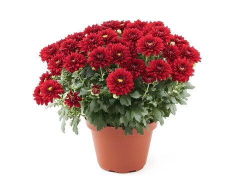 Detailaufnahme von bunten Chrysanthemen w&auml;hrend der Chrysanthema Lahr, red chrysanthemum in a pot