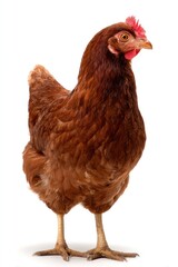 A brown chicken stands on a white background, staring ahead with a red comb and wattle. Isolated poultry image