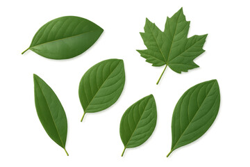 Naklejka premium Green leaves collection isolated on transparent background