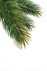 Tropical palm fronds against white (1)