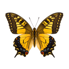 Untitled design - Butterfly PNG (2)