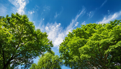 Lush Green Trees Under Bright Blue Sky During Daytime