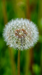 Fototapeta premium Closeup macro shot of a dandelion seed head covered in dew drops, with a soft green blurred background, symbolizing wishes and new beginnings
