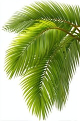 Close-up of vibrant green palm fronds