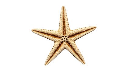 Isolated Starfish