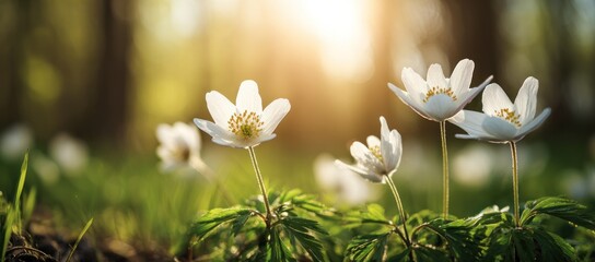 Delicate white flowers bloom on a green, sun-drenched forest floor, soft light dappling through the trees in the background