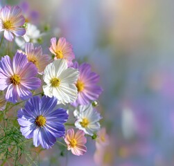 Soft focus image showcasing cosmos flowers in shades of purple, pink, and white against a blurred, colorful background