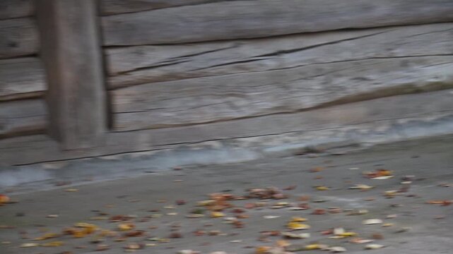 The cat caught a little mouse.
The mouse lied and ran away from the cat.
