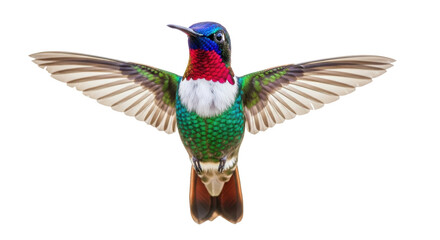 Isolated Hummingbird