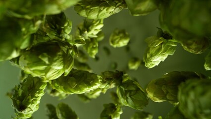 Freeze motion of falling fresh hops cones , close-up