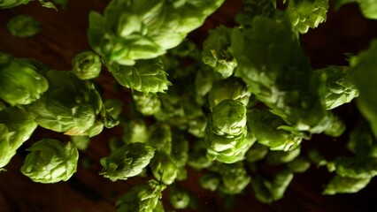 Freeze motion of falling fresh hops cones , close-up