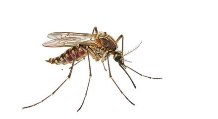 Isolated Mosquito