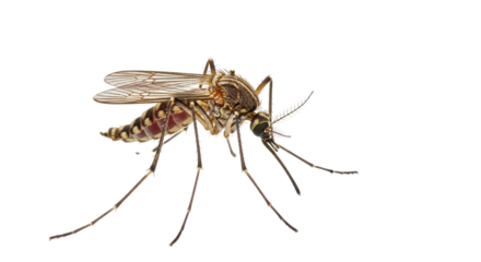 Isolated Mosquito