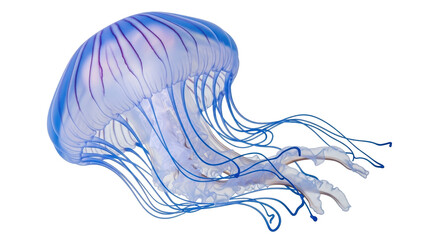 Isolated Jellyfish