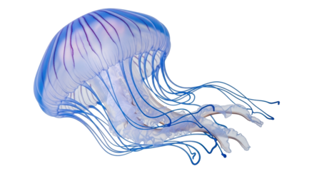 Isolated Jellyfish