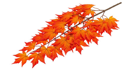 Isolated Autumn Maple Leaves
