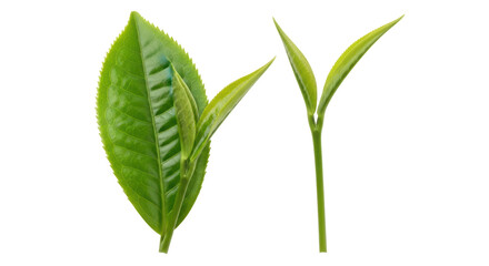 Isolated Fresh Green Tea Leaves