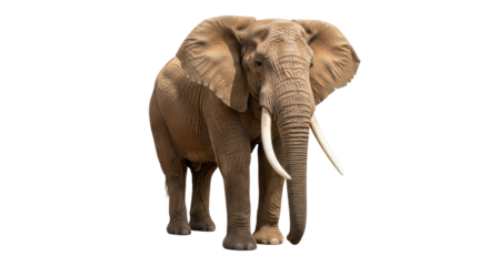 Isolated African Elephant