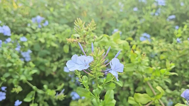 Light blue plumbago flowers blooming with fresh green leaves, botanical daylight golden hour scene for garden, floral, seasonal and nature projects