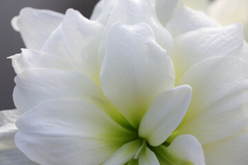 Elegant White Flower Blooming with Soft Petals and Green Center