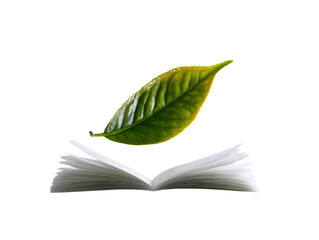 tea leaf herbal aromatic natural ingredients