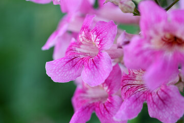 Delicate Pink Flowers with Intricate Petal Patterns on Green Background