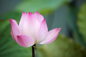Beautiful Pink Lotus Flower Blooming in a Serene Pond Environment