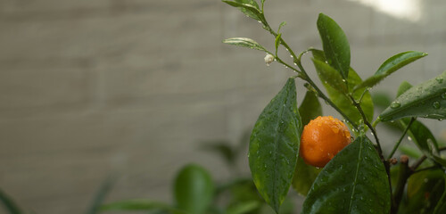 Branch of calamondin plant with fruits and flowers. Calamansi flowering house plant. Widescreen...