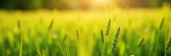 Fototapeta premium Golden wheat stalks sway gently in a lush green field of grass, sunlight illuminating the ripening grains A picturesque summer scene of agricultural abundance , wheat, environment