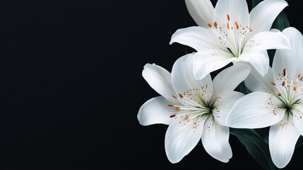 Fototapeta premium Elegant floral arrangement of white lilies with orange pollen creating contrast with black background copy space.