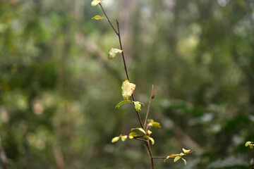 Dense Green Vegetation of the Misiones Rainforest