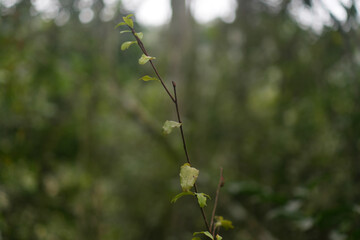 Dense Green Vegetation of the Misiones Rainforest