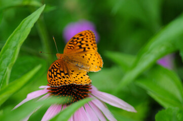 Great Spangled Fritillary butterfly on purple coneflower in a garden