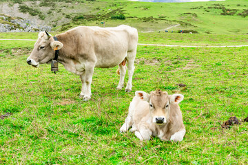 Cow with cowbell grazing with calf in green meadow