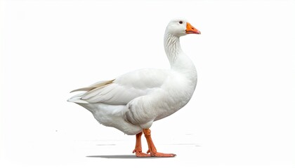 Obraz premium goose isolated on white background