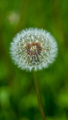 Fototapeta premium A closeup of a dandelion seed head, also known as a clock, with delicate white filaments against a blurred green background, evoking nature and fragility