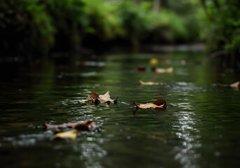 Fototapeta premium Autumn leaves float down calm creek in forest setting